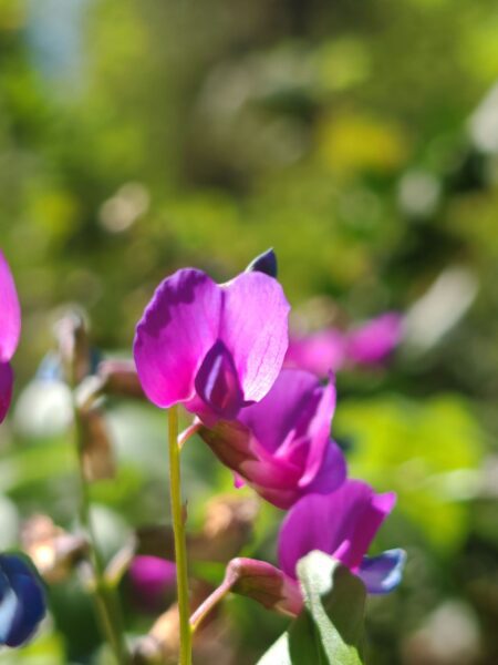 Gesse de printemps