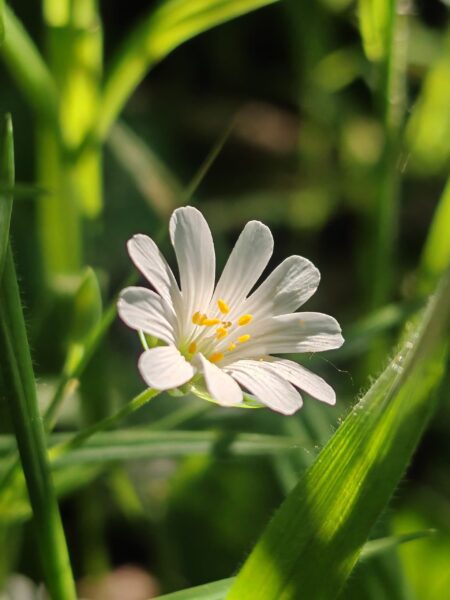 Stellaire holostée