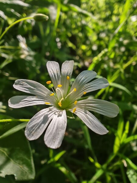 Stellaire holostée