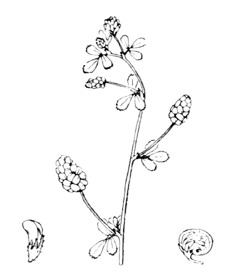 Luzerne lupuline