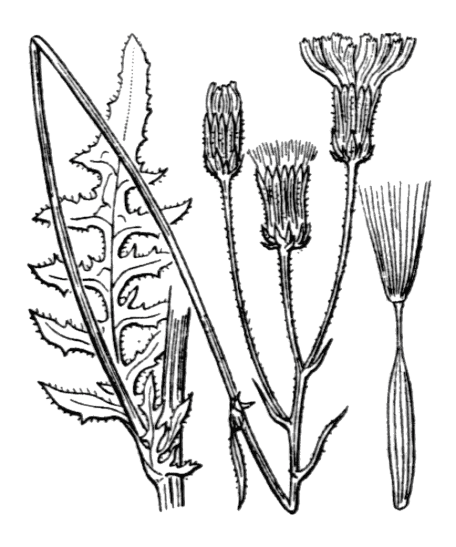 Crépis à feuilles de pissenlit