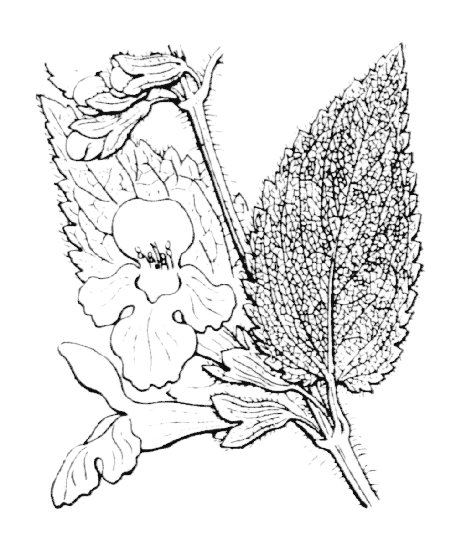 Mélitte à feuilles de mélisse