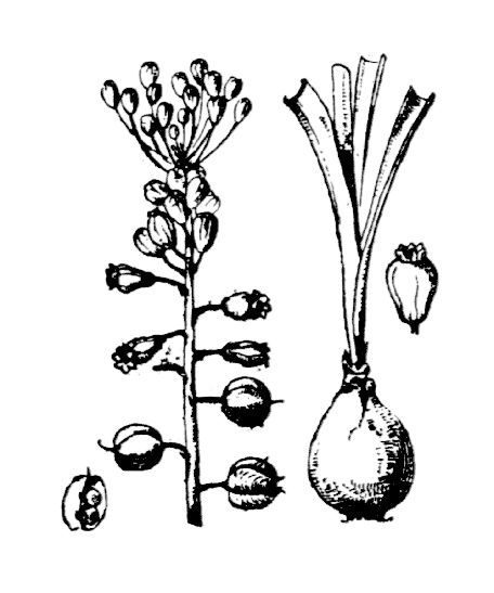 Muscari à toupet