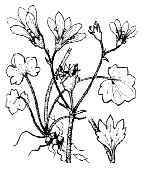 Saxifrage granulée