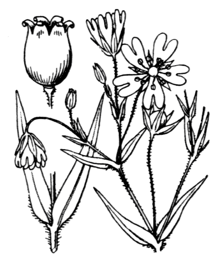 Stellaire holostée
