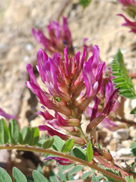 Astragale de Montpellier