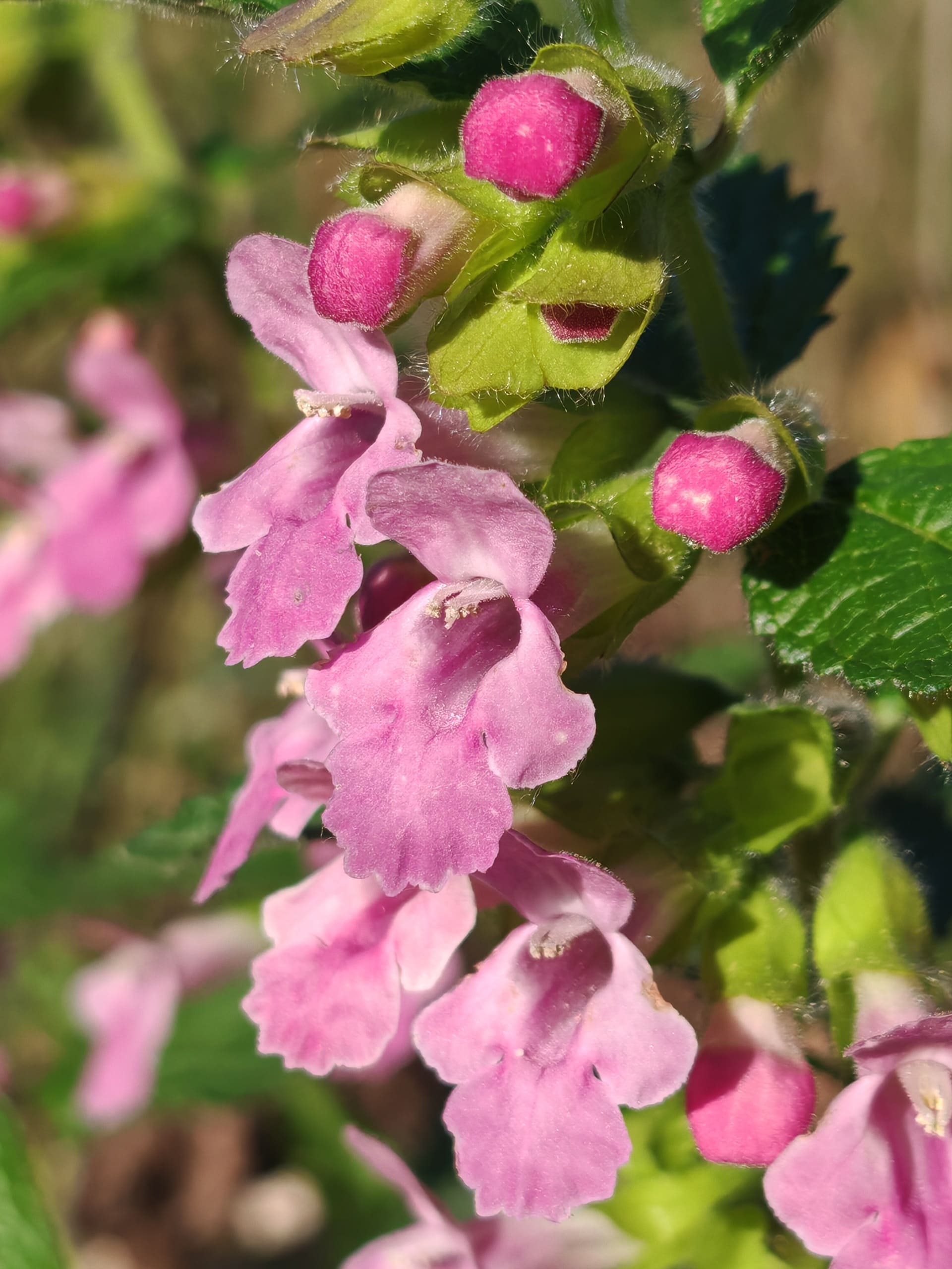 Mélitte à feuilles de mélisse