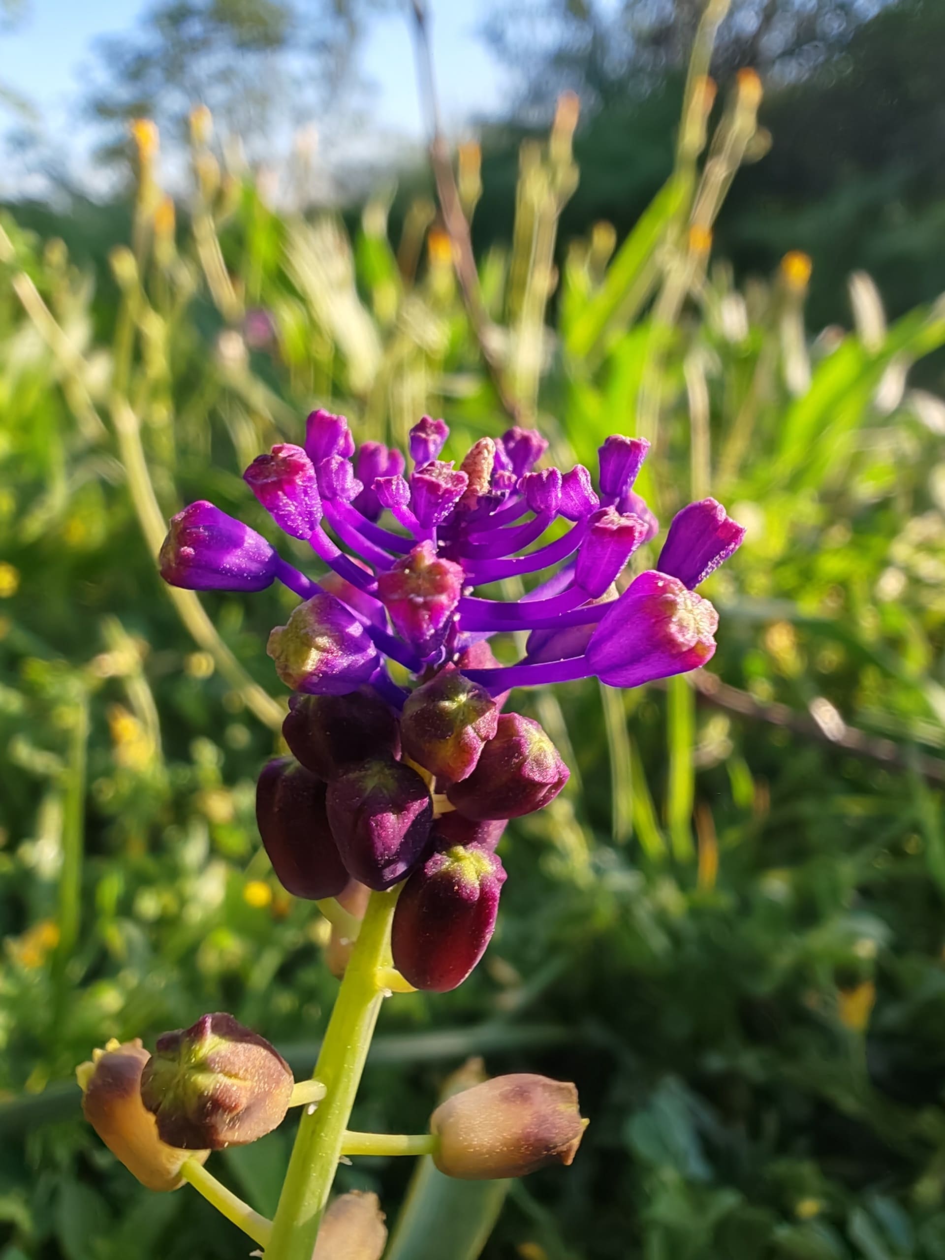 Muscari à toupet