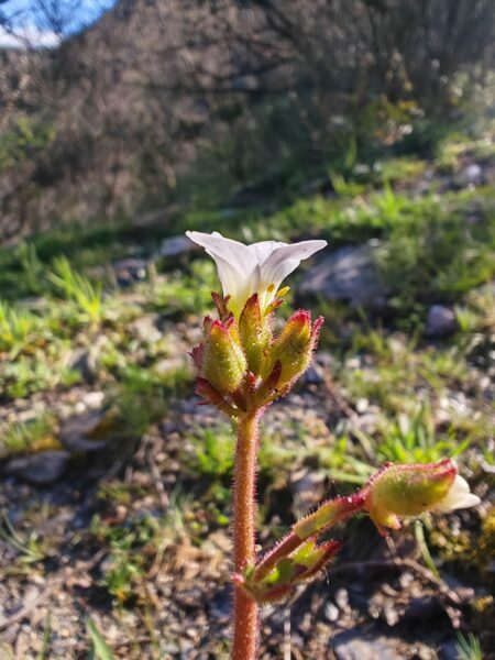 Saxifrage granulée
