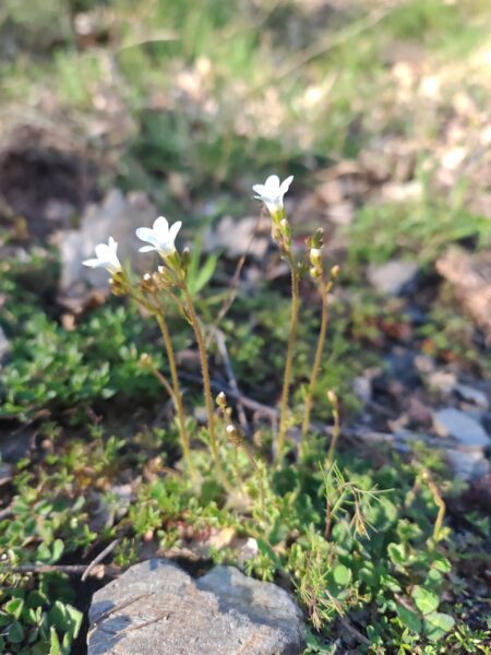 Saxifrage granulée