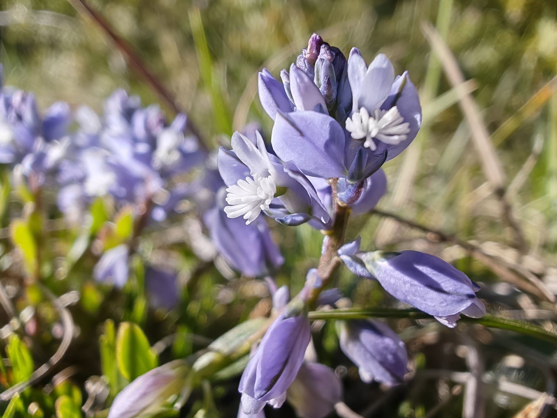Polygale du calcaire