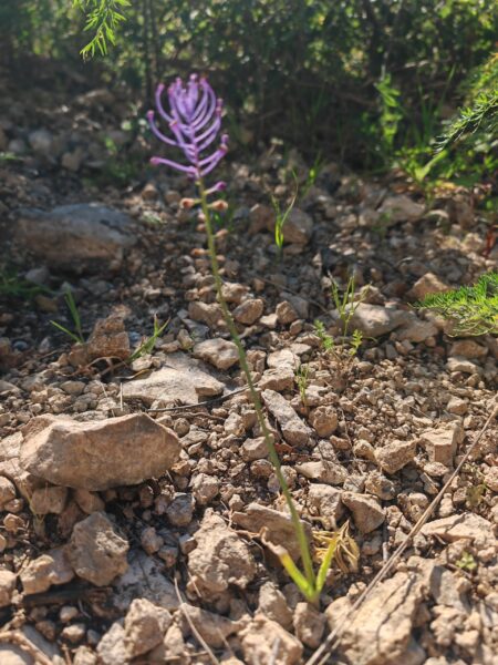 Muscari à toupet