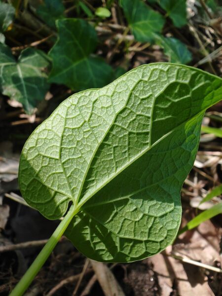 Aristoloche à feuilles rondes