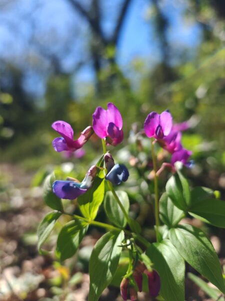 Gesse de printemps