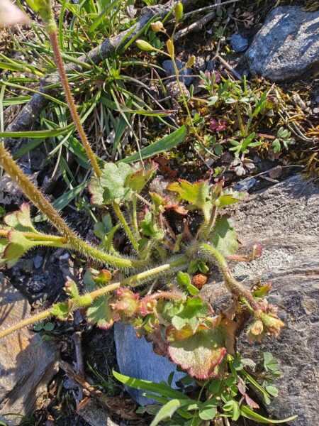 Saxifrage granulée