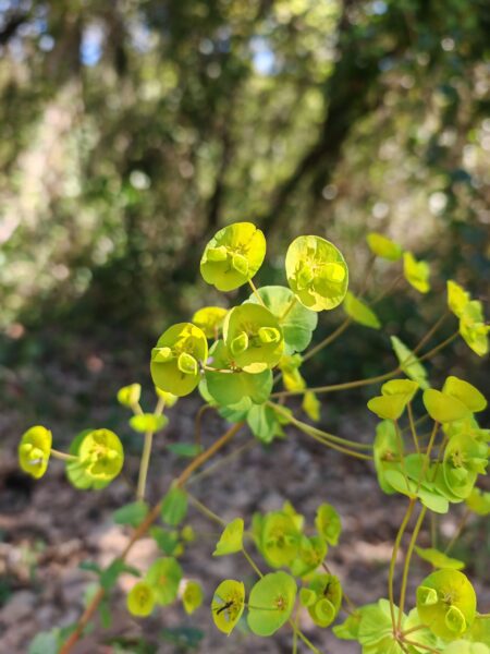 Euphorbe des bois