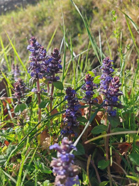 Bugle rampante