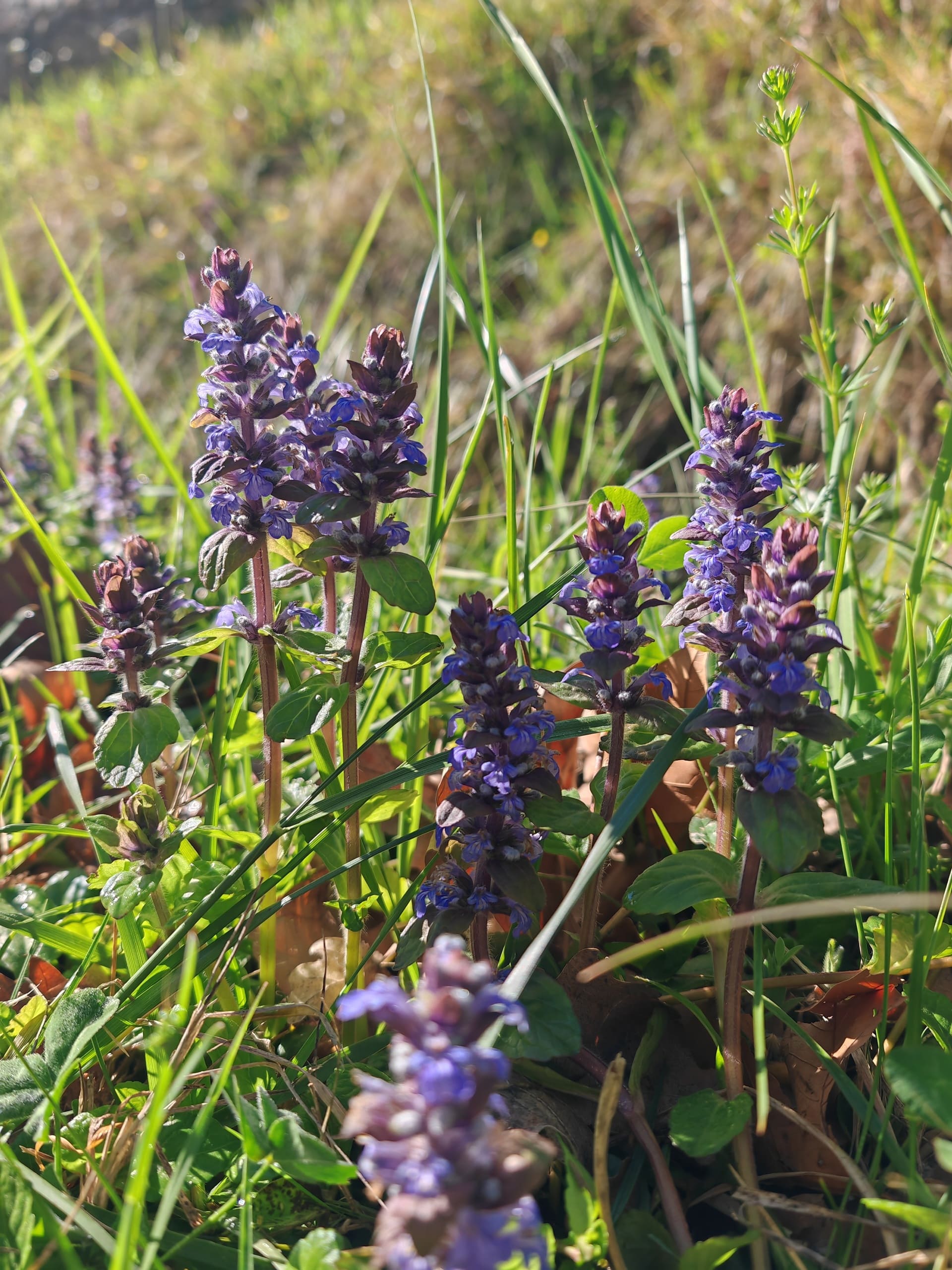 Bugle rampante