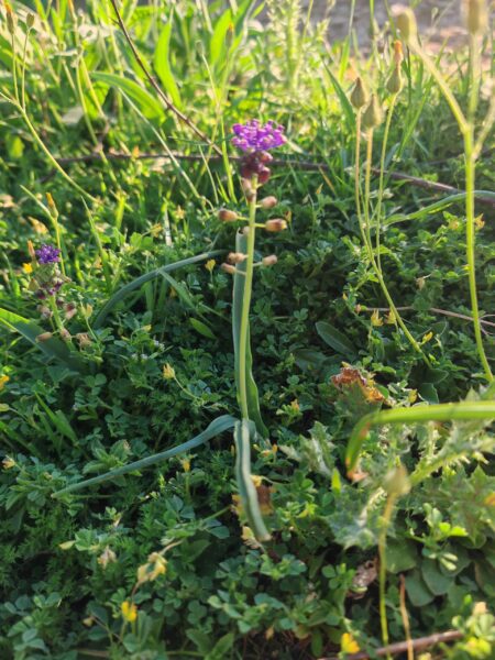 Muscari à toupet
