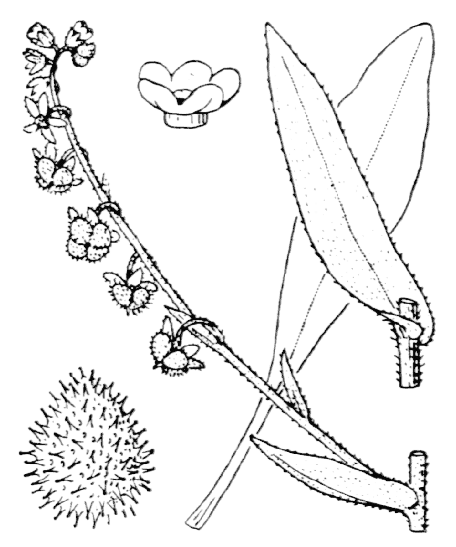Cynoglosse de Crète