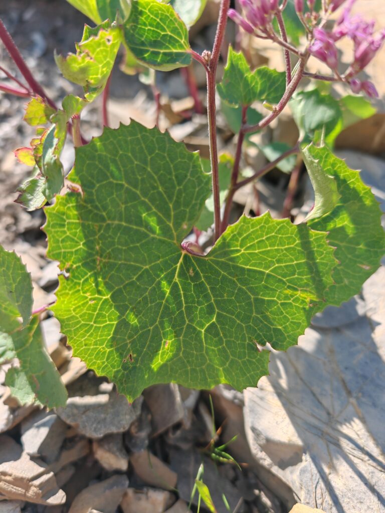 adenostyle-des-alpes-adenostyles-alpina-feuille