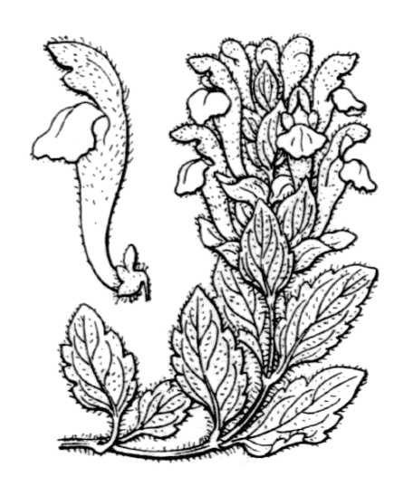 Scutellaire des Alpes