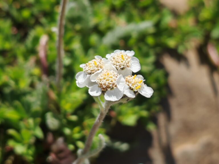 achillee-naine-achillea-nana-inflorescence