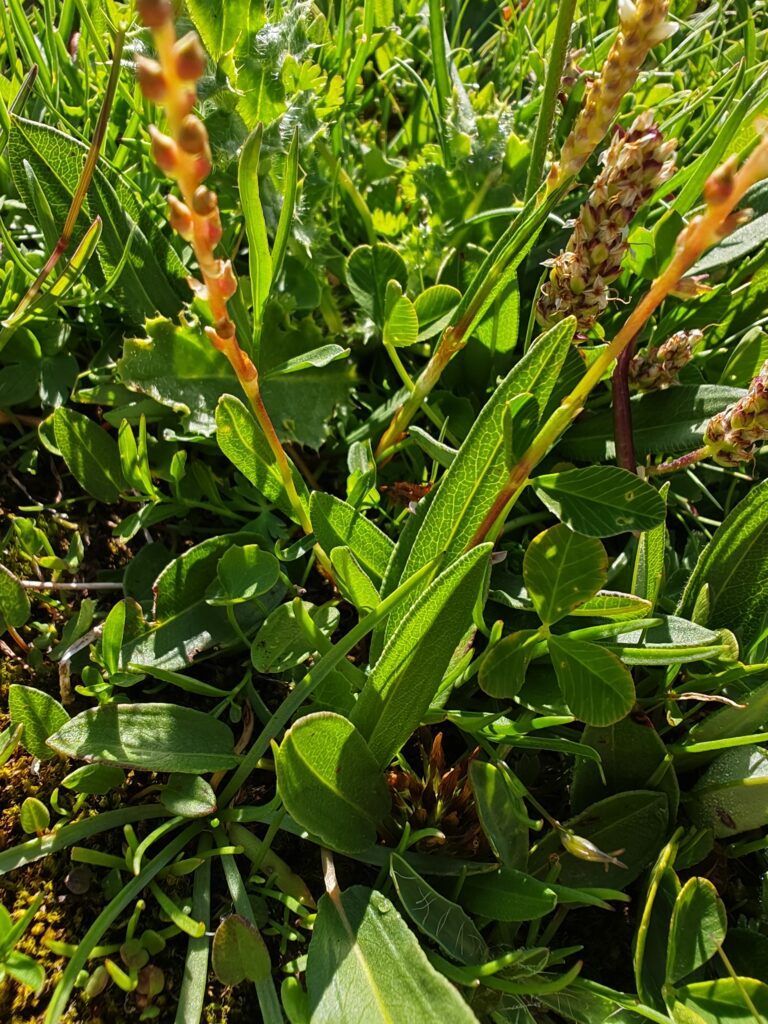 Bistorta vivipara renouee vivipare feuille