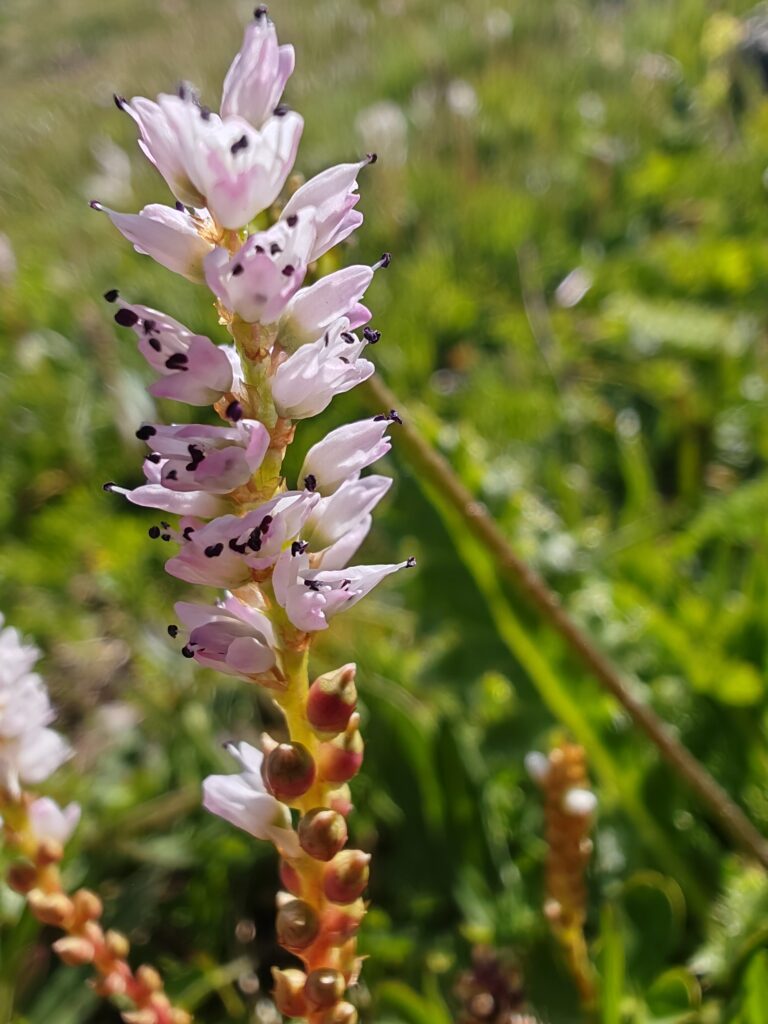 Bistorta vivipara renouee vivipare fleurs
