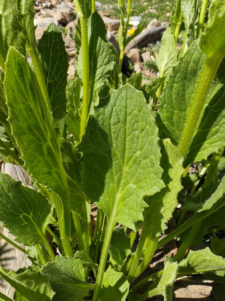 doronic-a-grandes-fleurs-doronicum-grandiflorum-feuille