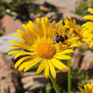 Doronic à grandes fleurs