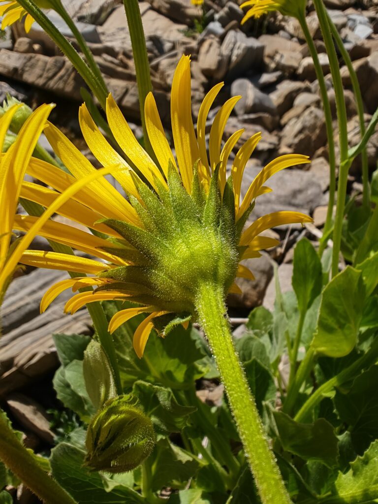 doronic-a-grandes-fleurs-doronicum-grandiflorum-involucre
