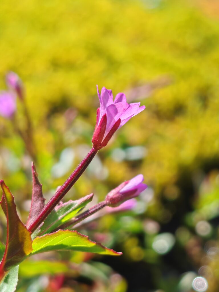 epilobe-a-feuilles-d-alsine-epilobium-alsinifolium-sepales
