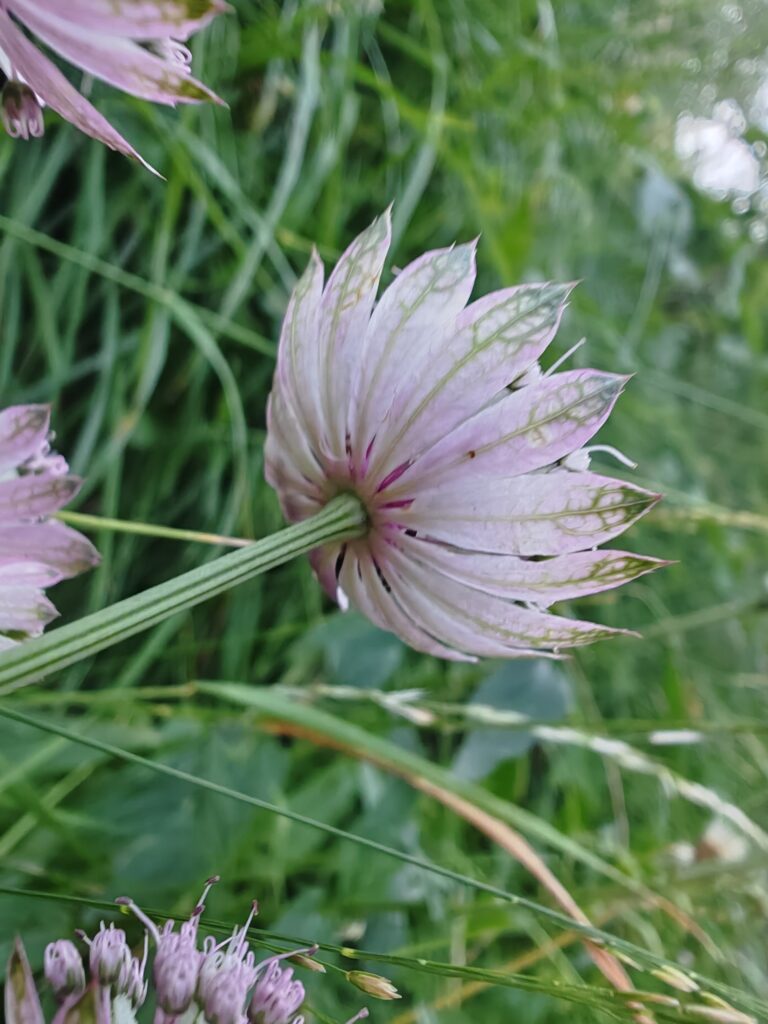 grande-astrance-astrantia-major-bractes
