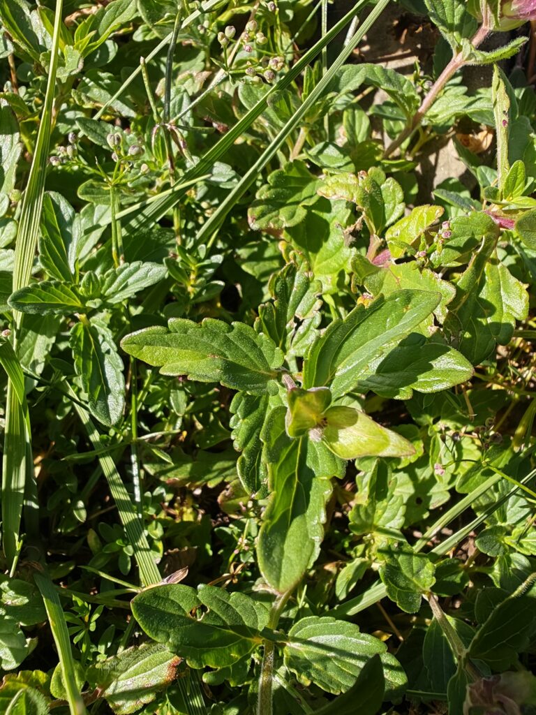 Scutellaire des alpes scutellaria alpina feuille