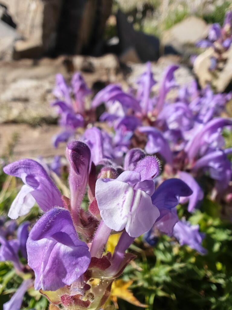 Scutellaire des alpes scutellaria alpina levre inferieure blanche