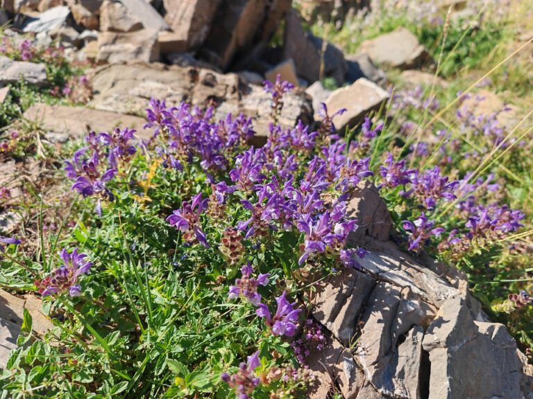 Scutellaire des alpes scutellaria alpina plante entiere
