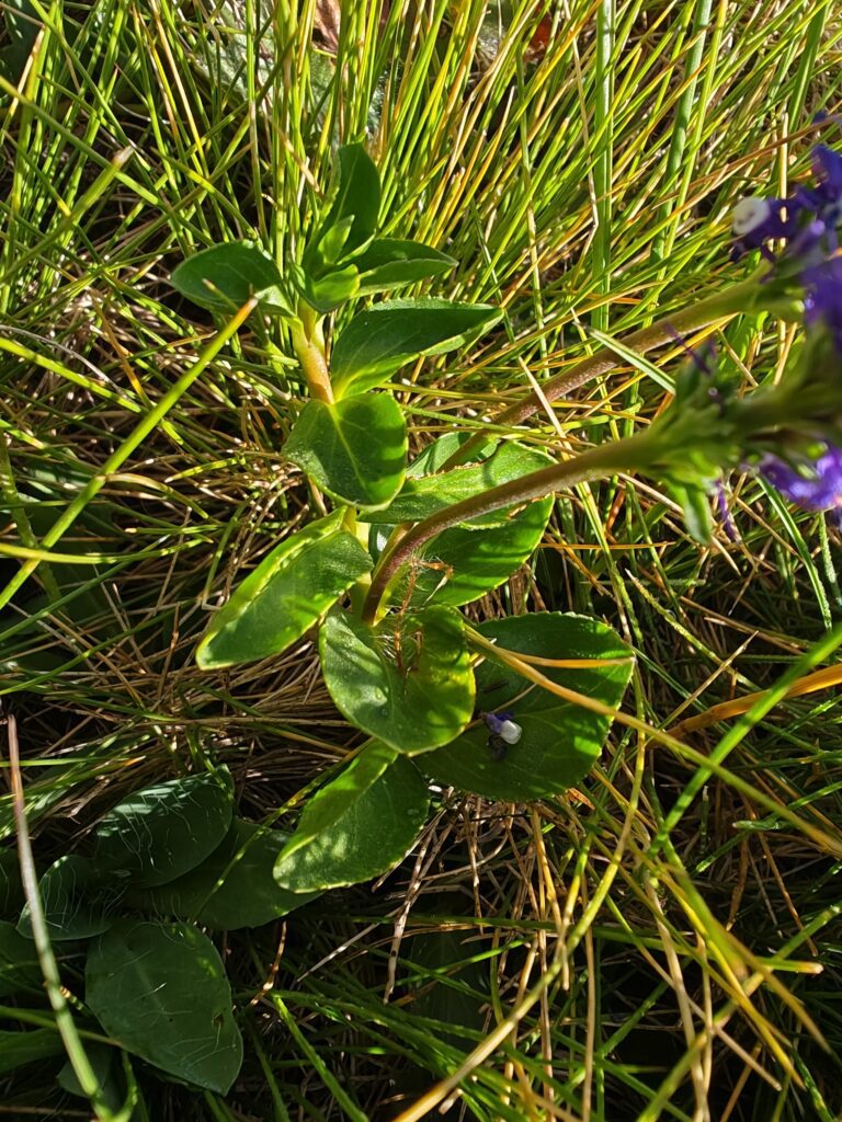 veronique-d-allioni -veronica-allionii-feuilles