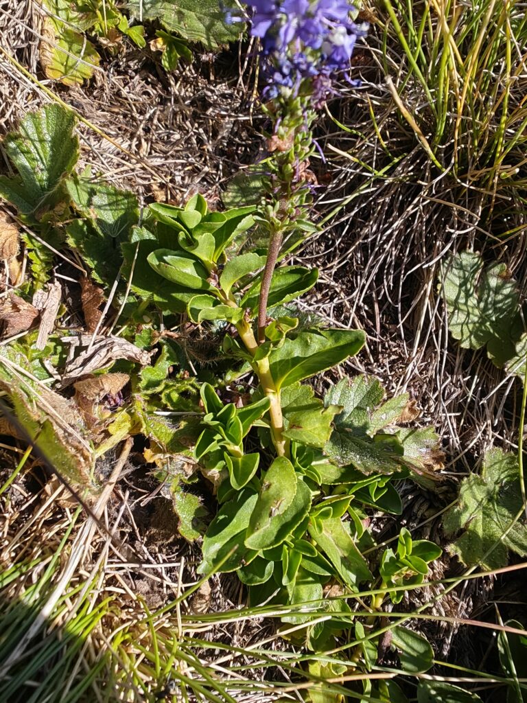 veronique-d-allioni -veronica-allionii-plante-semi-rampante