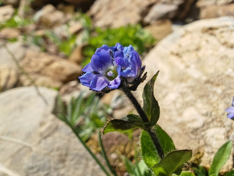 veronique-des-alpes-veronica-alpina-inflorescence