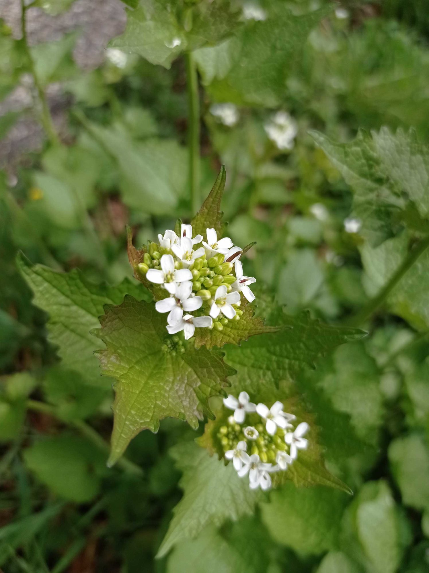 Alliaire officinale