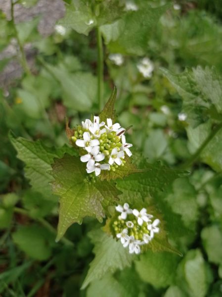 Alliaire officinale