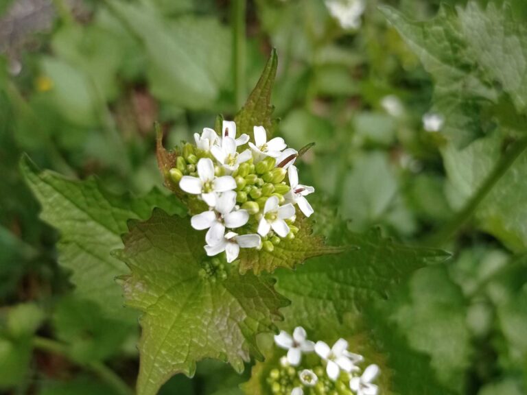 Alliaire officinale