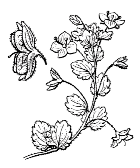 Flore de Coste - Veronica Persica