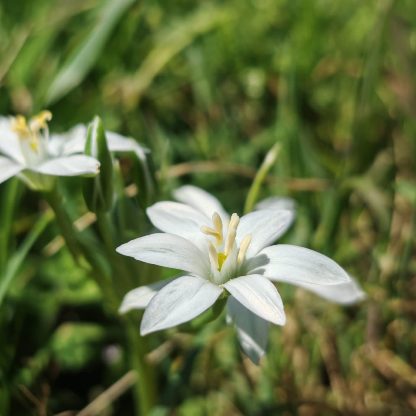 Fleur de l'ornithogale à feuilles étroites