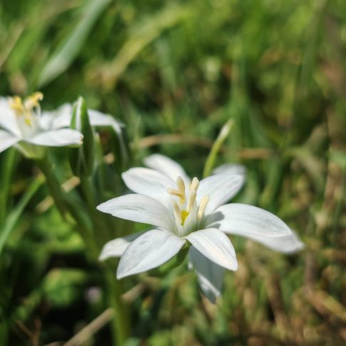 Fleur de l'ornithogale à feuilles étroites