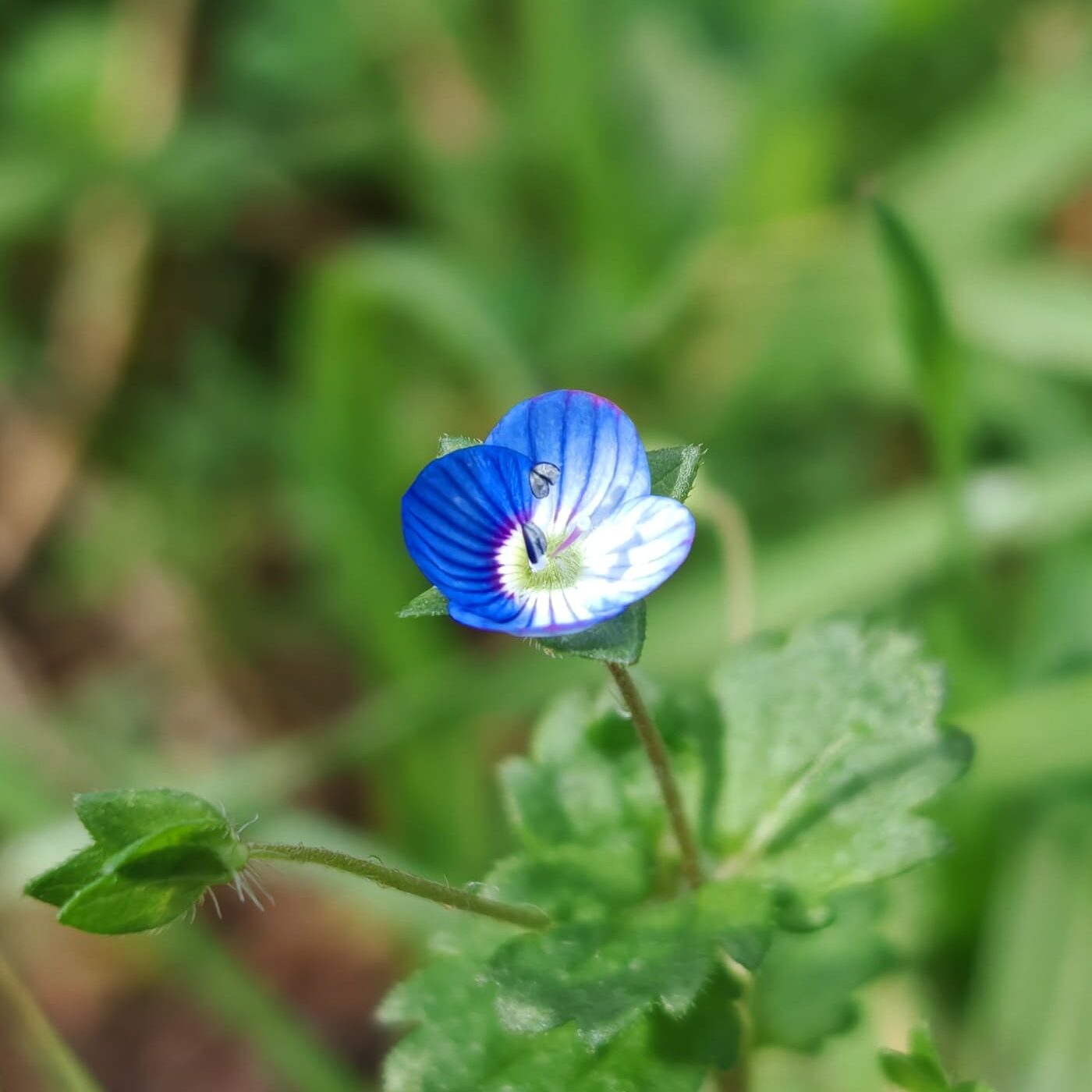 Véronique de perse - Fleur