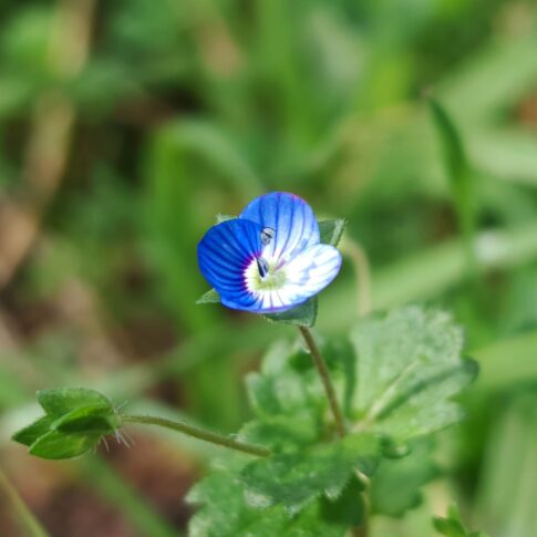 Véronique de perse - Fleur