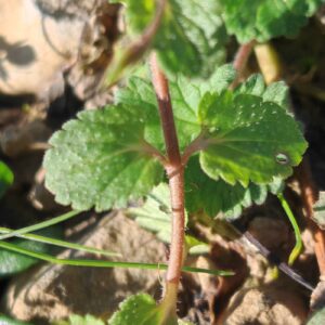 Véronique de perse - Feuilles opposées