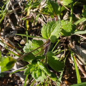 Veronique de perse - Feuilles